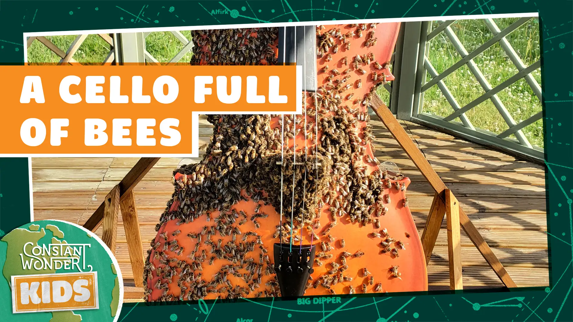 A Cello Full of Bees