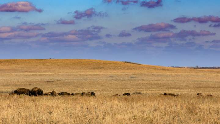 Restoring the Prairie Through Fire and Grazing
