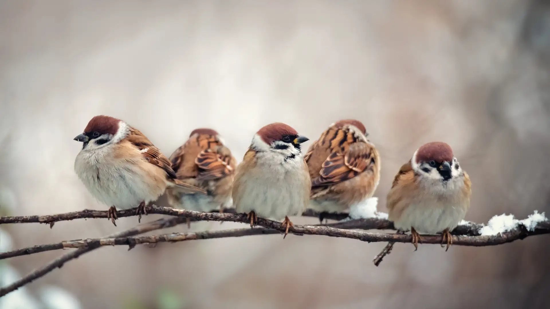 Five Sparrows