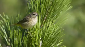 Birds and Trees Conspire Against Each Other