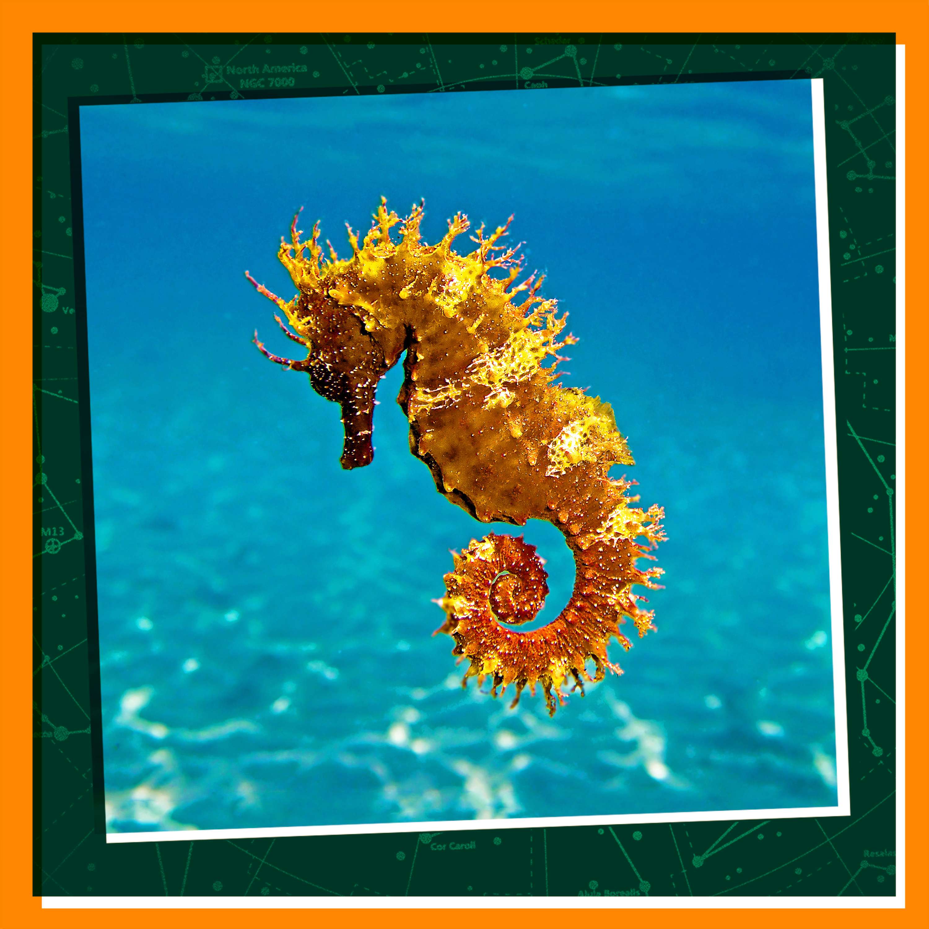 Get Curious About Seahorses