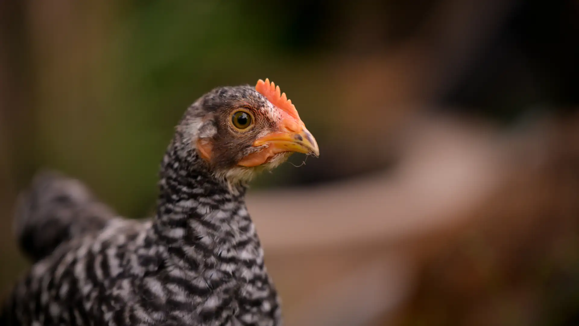 EXTRA: "C-H-I-C-K-E-N" by David Holt