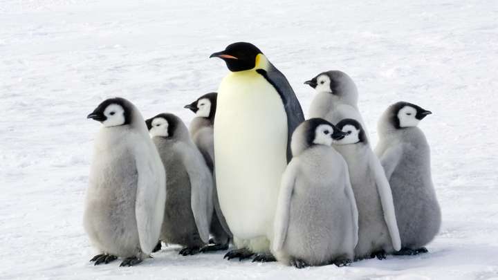 The Amazing Biology of the Emperor Penguin