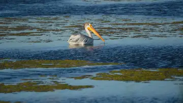 The Great Salt Lake
