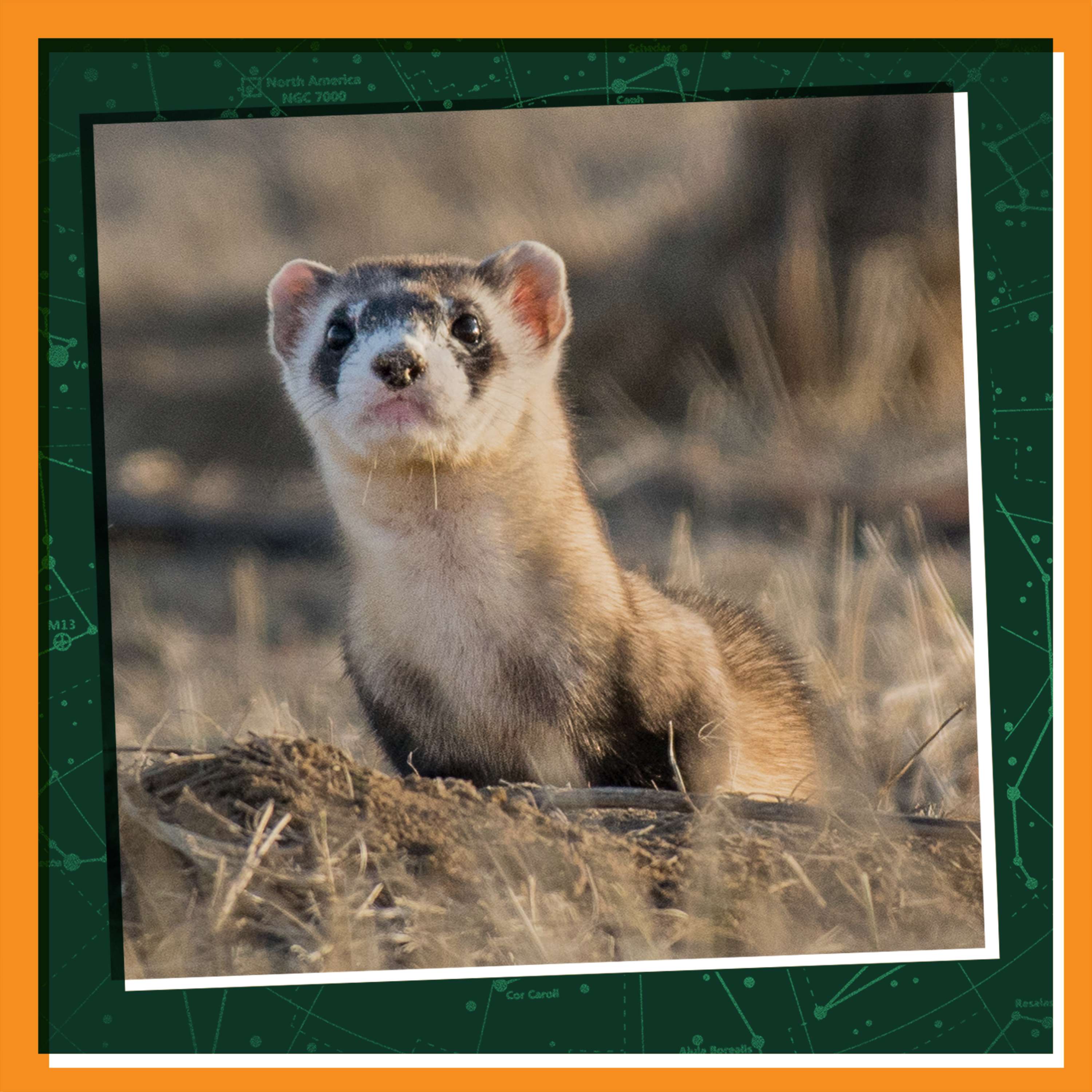 Bringing Back the Black-Footed Ferret episode artwork