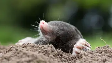 How to Catch a Mole, or Not