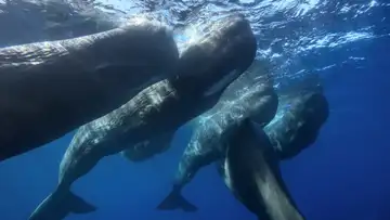 Whale Culture