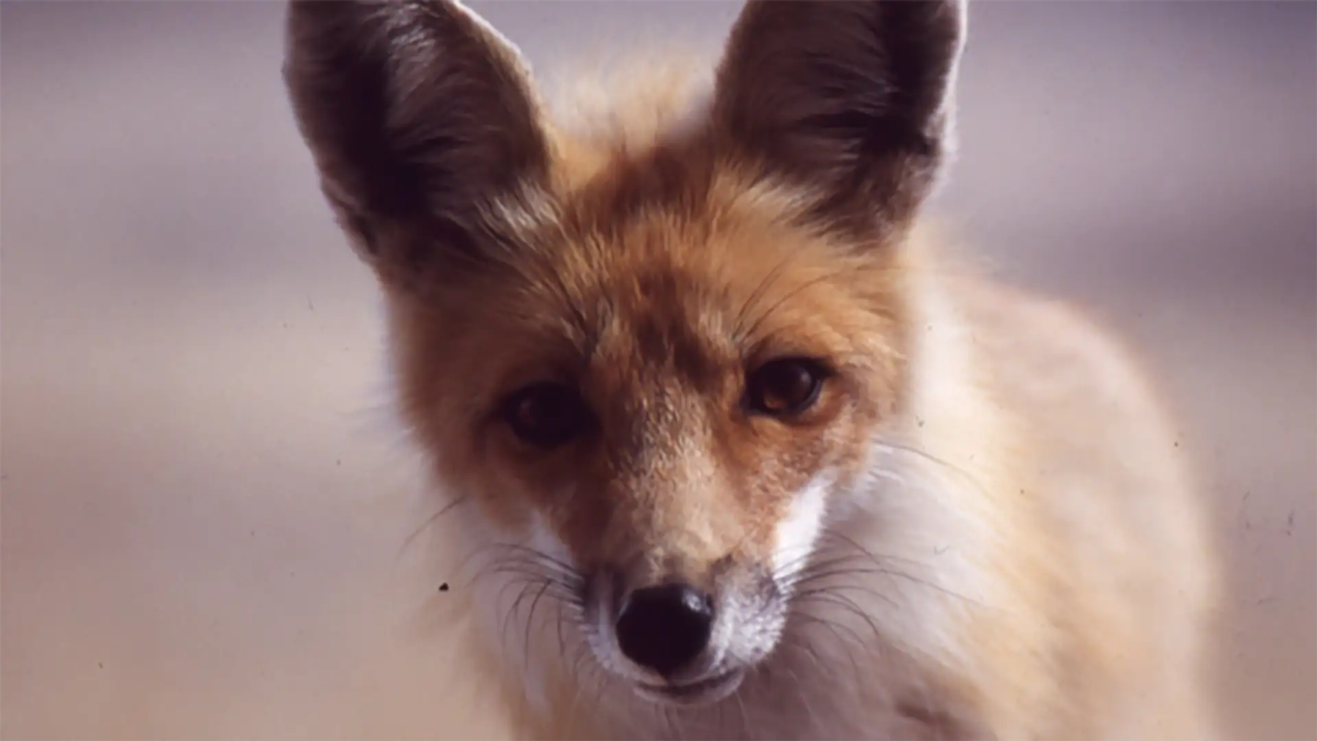 Fox and I