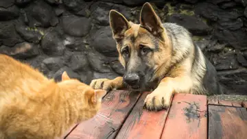 Why Dogs Chase Cats