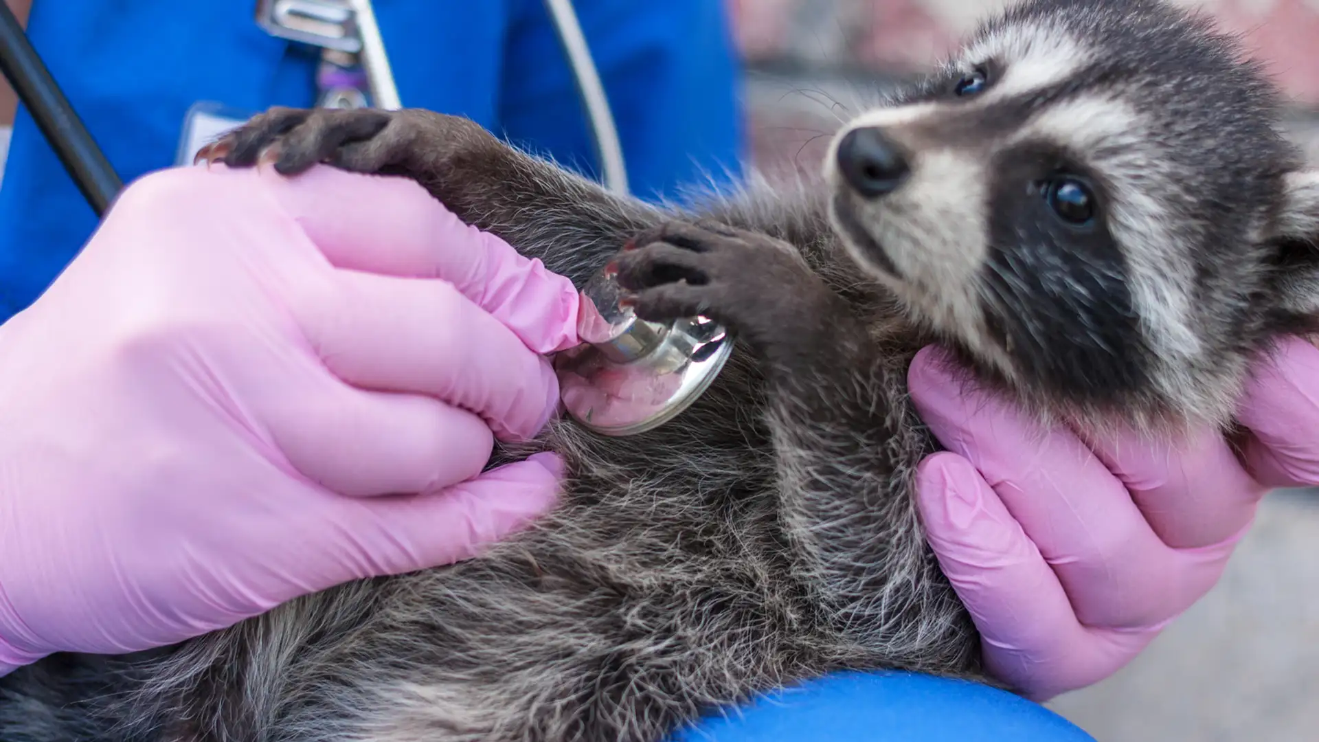 Wild Care Foundation and How to Check on Children's Mental Health