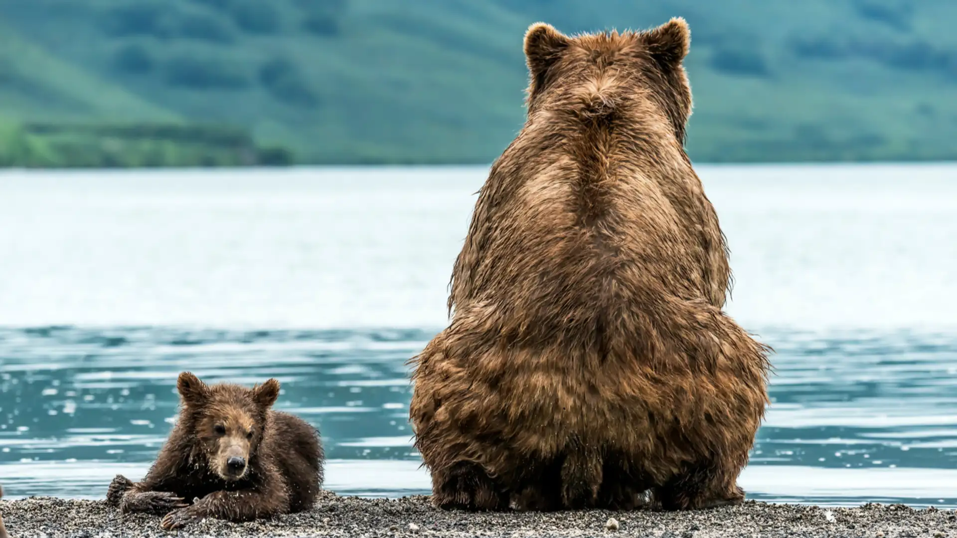 Touring in Bear Country