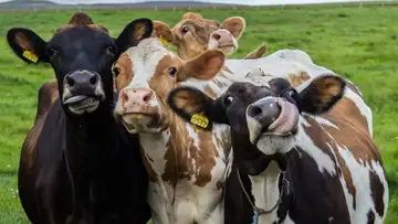 Cattle Face Recognition