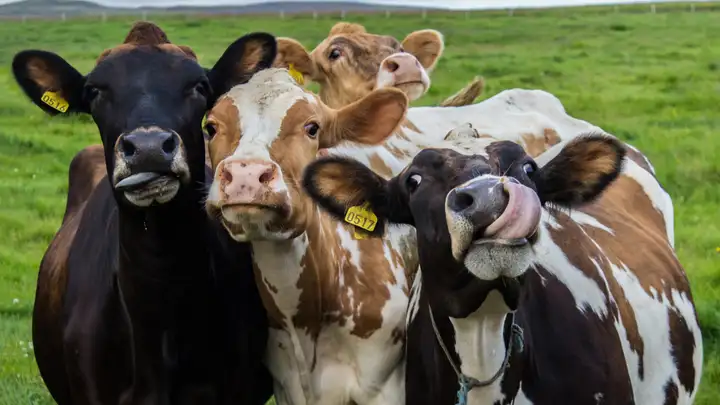 Cattle Face Recognition