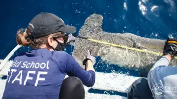 Shark Week