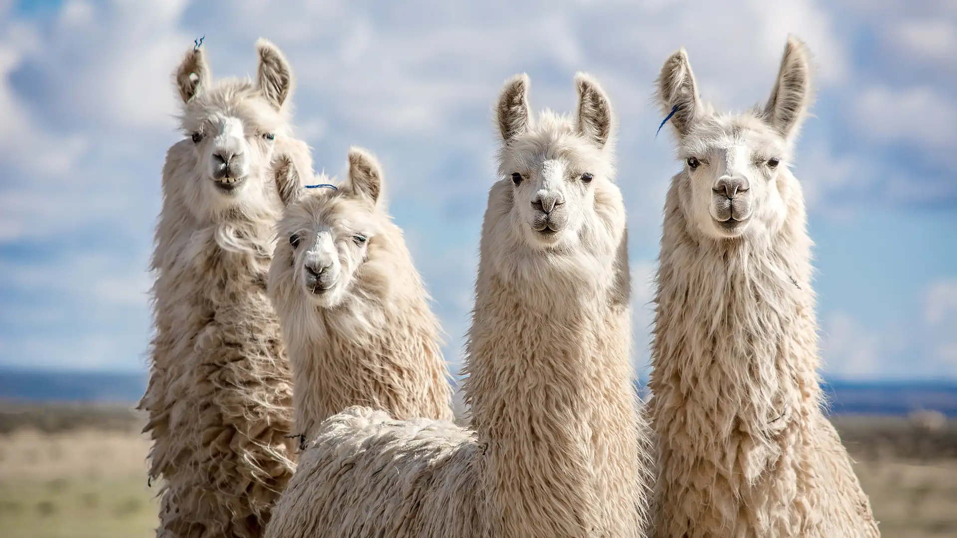 Potent Little Disease Fighters Hiding in that Cute Furry Ilama