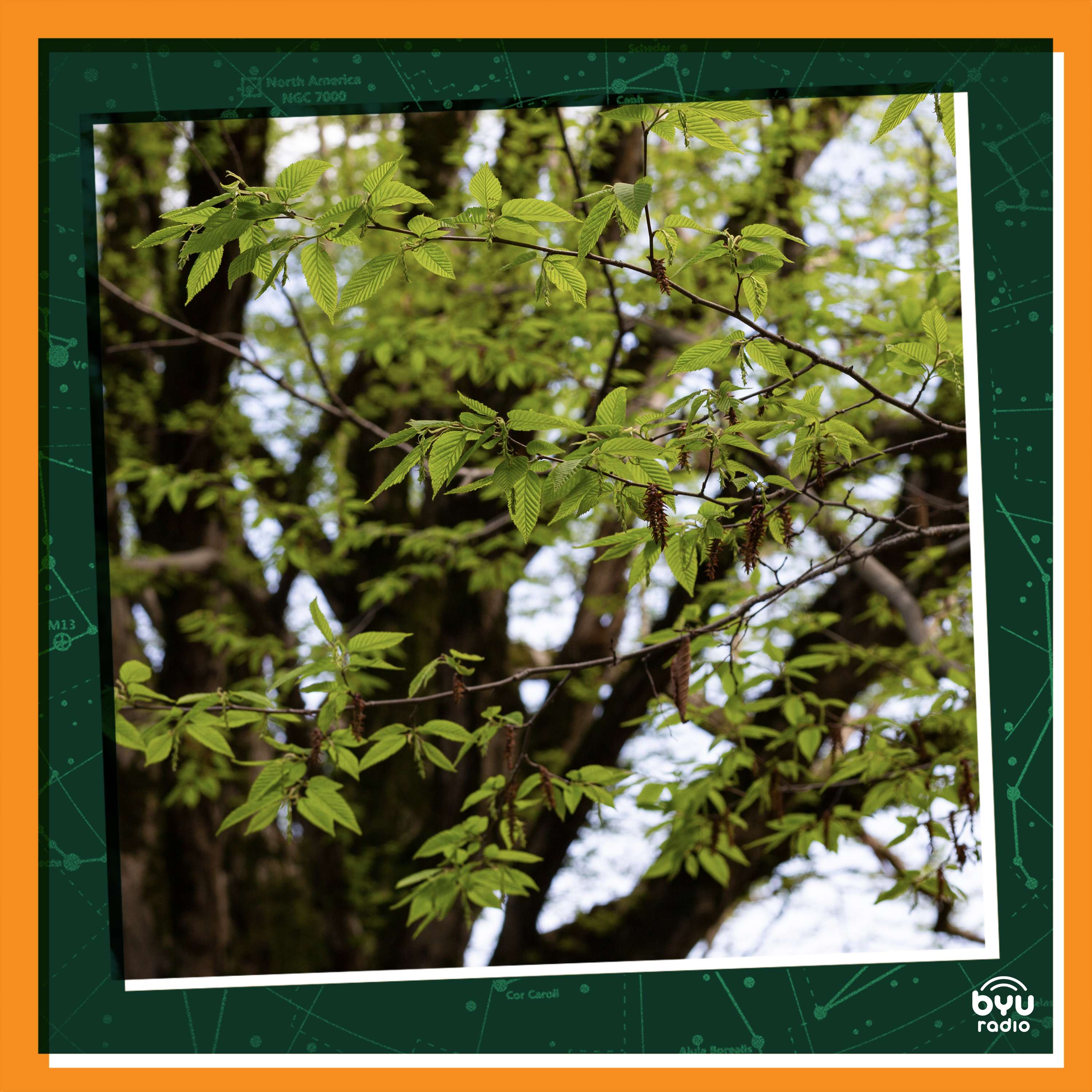 Saving the American Chestnut Tree episode artwork