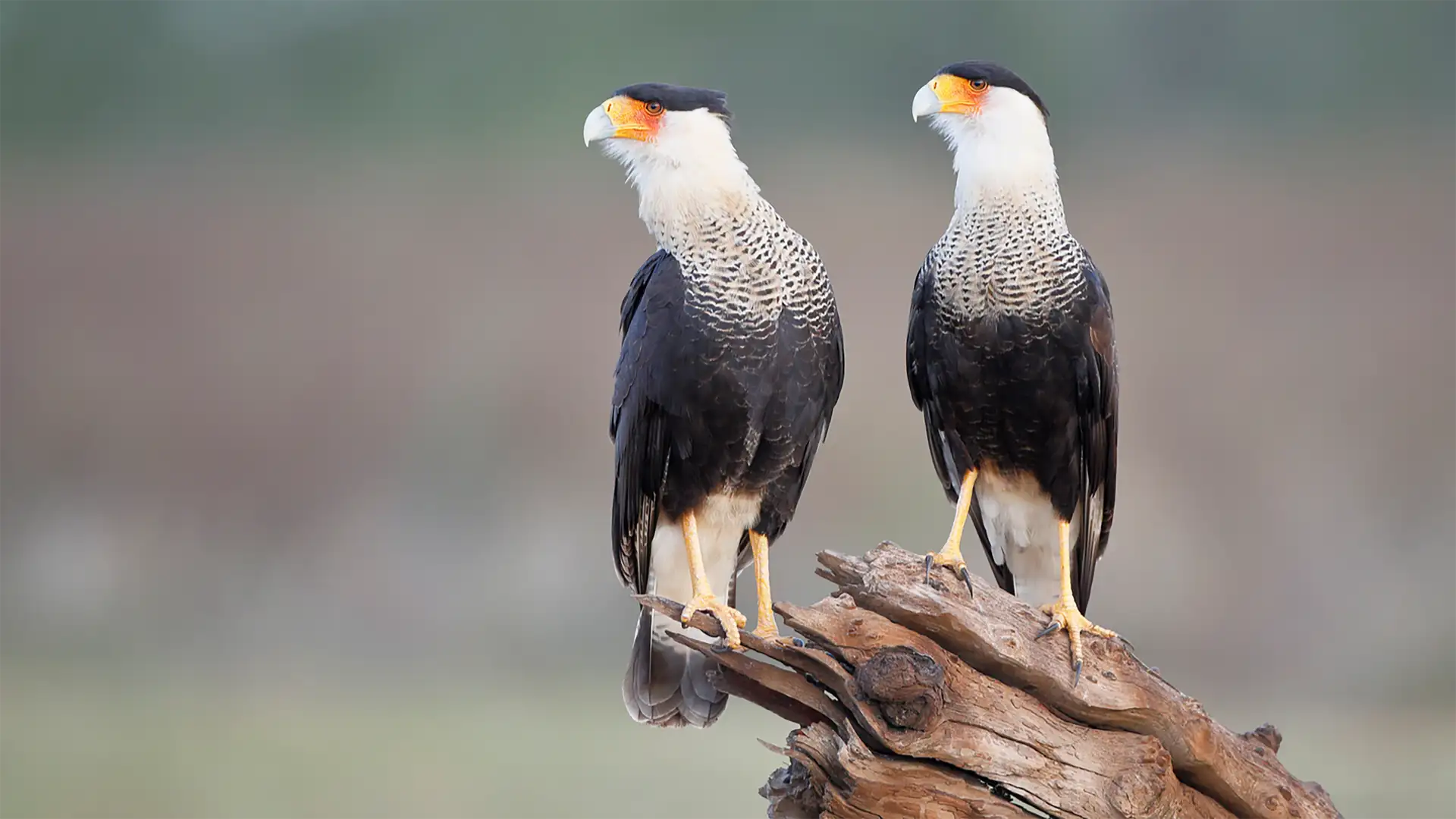 The Curious Caracara