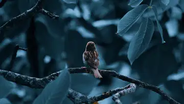 Curious Sparrow