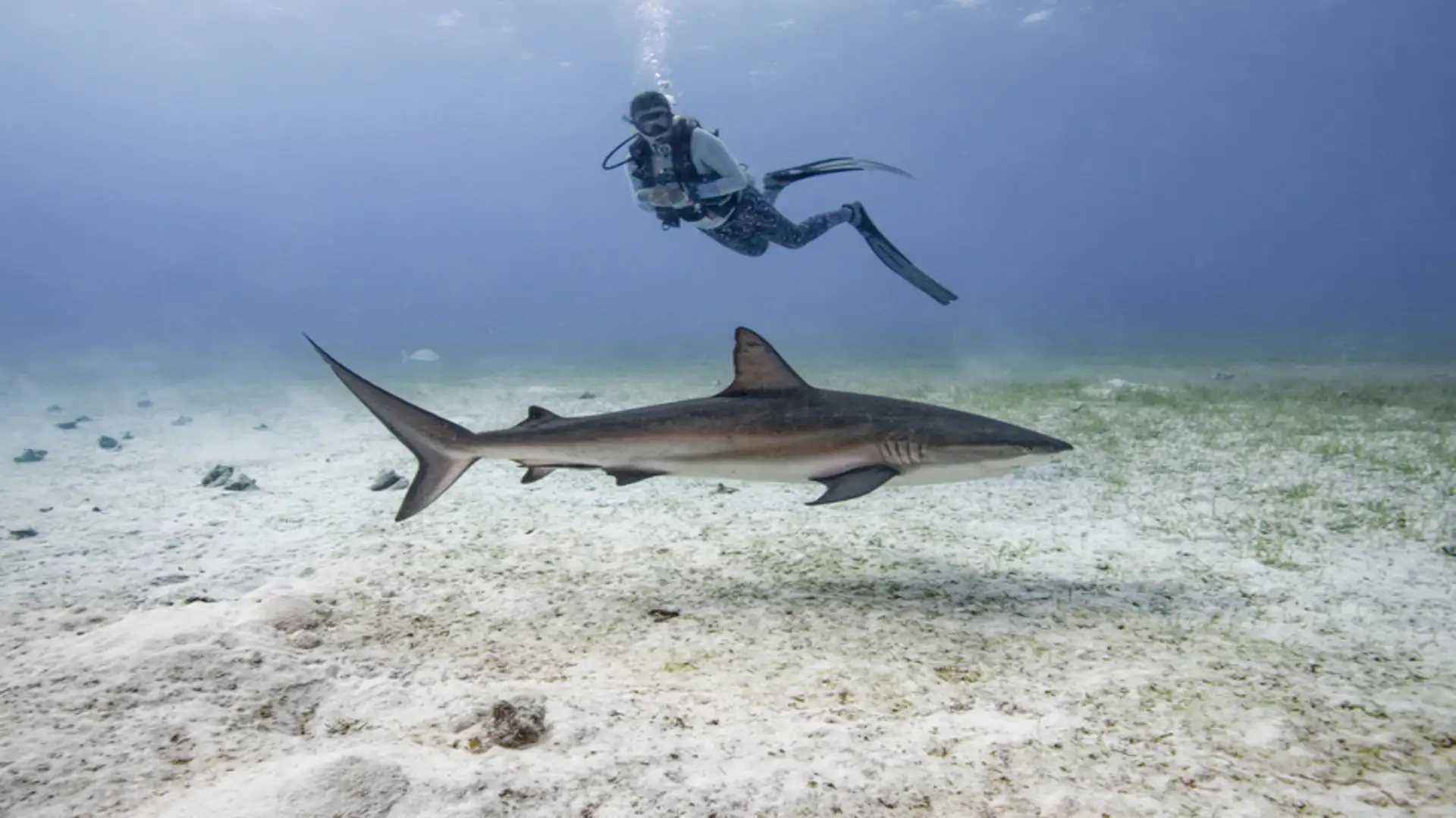 S2 E36: Advocating for Sharks and Other "Scary" Creatures