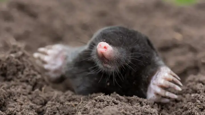 A Reformed Mole Catcher