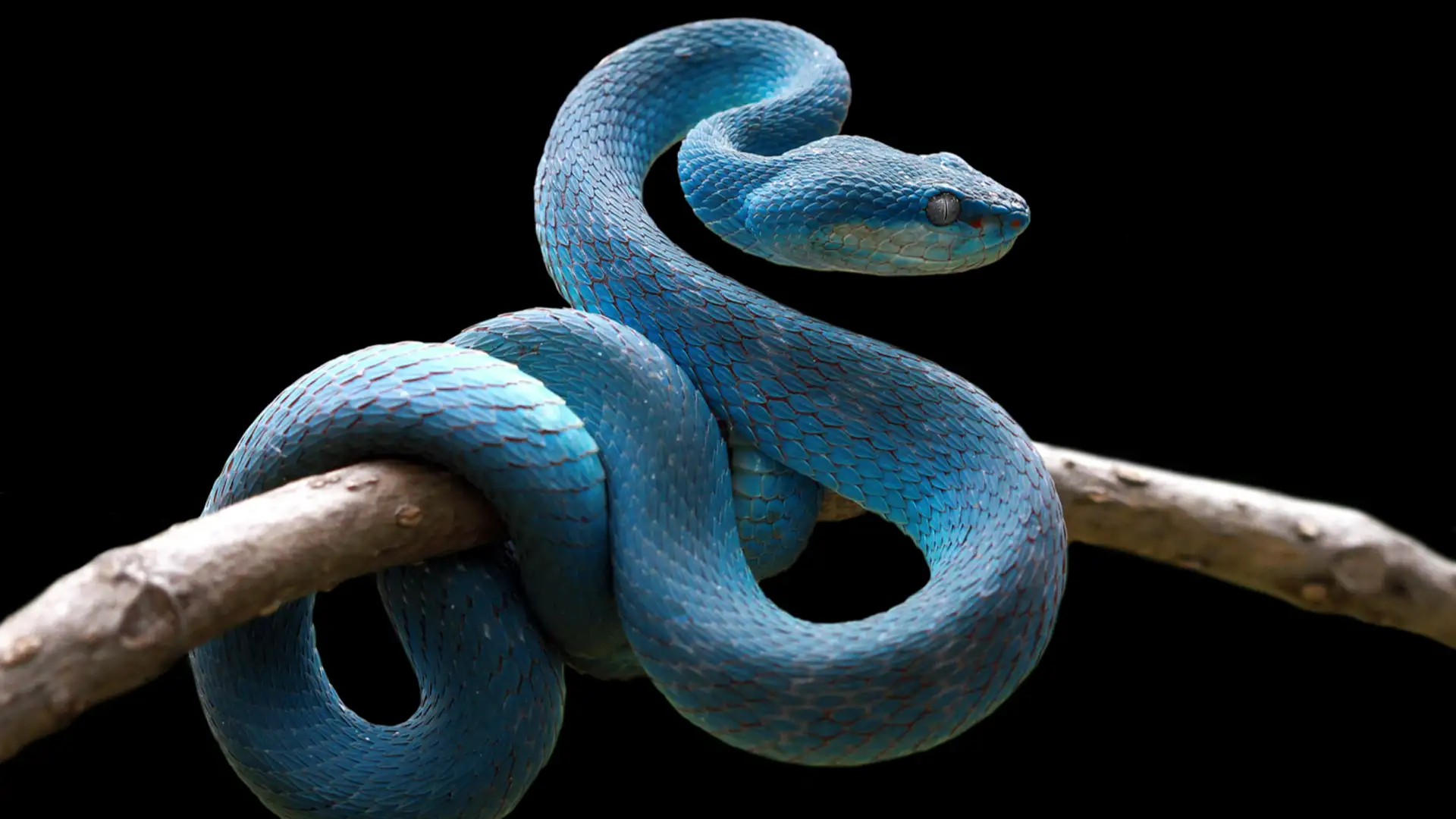 The Woman and the Snake