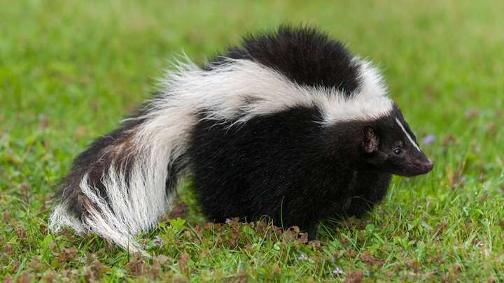 BITE: The Skunk Whisperer by Pete Griffin