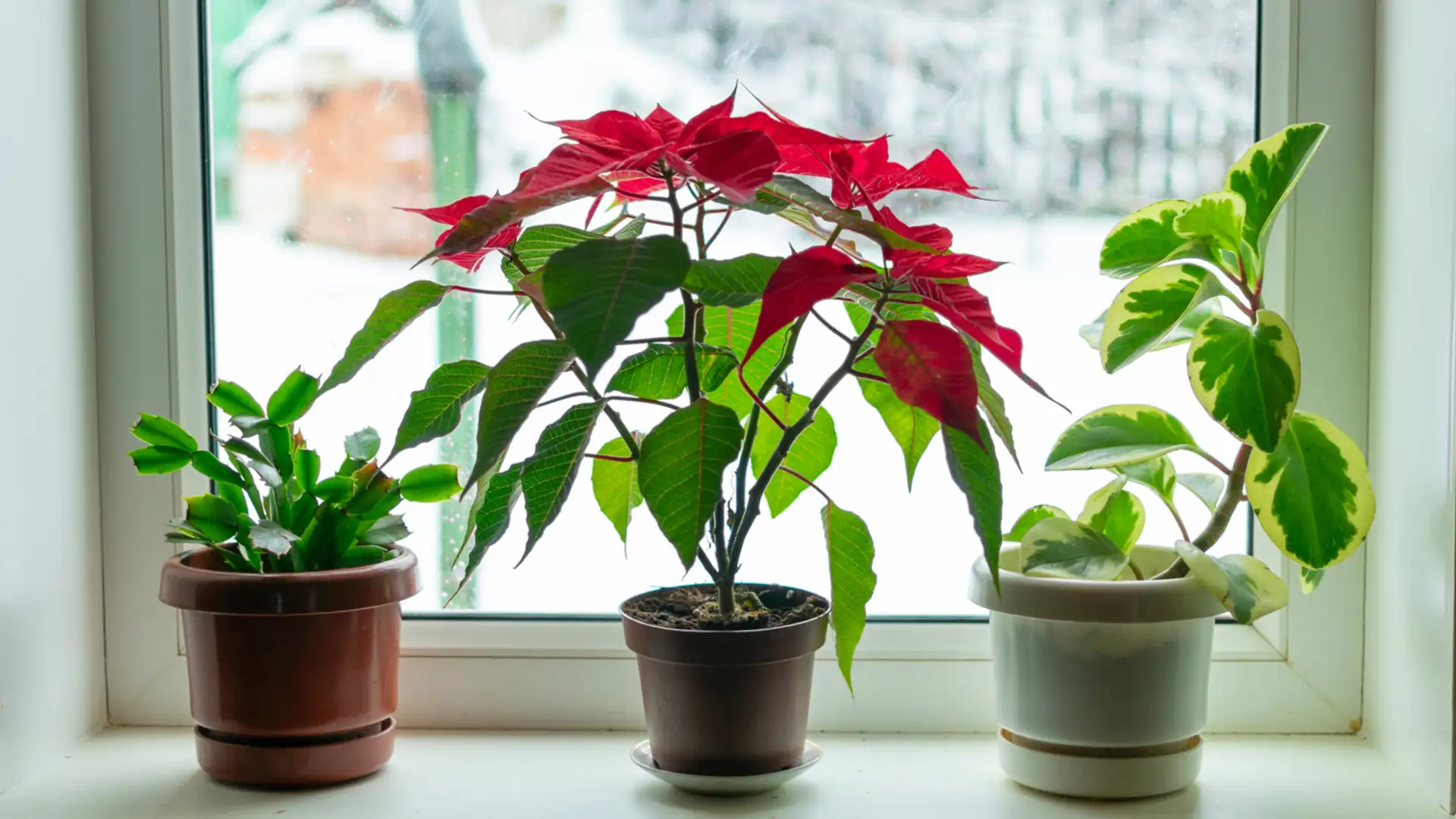 Winter Plants and Handling Triggers