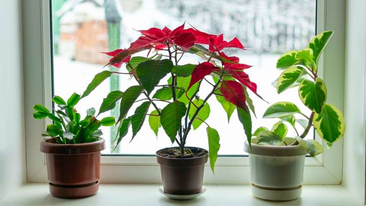 Winter Plants and Handling Triggers