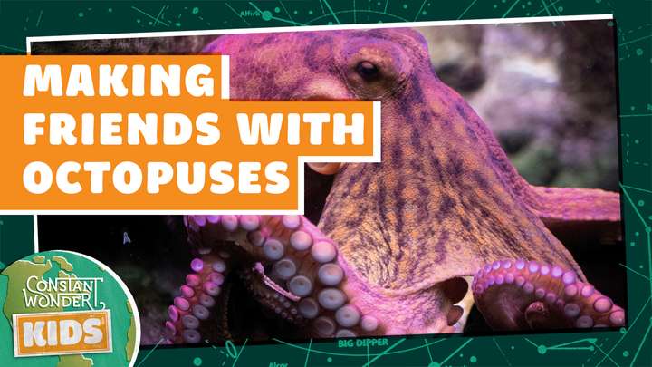 Making Friends with Octopuses