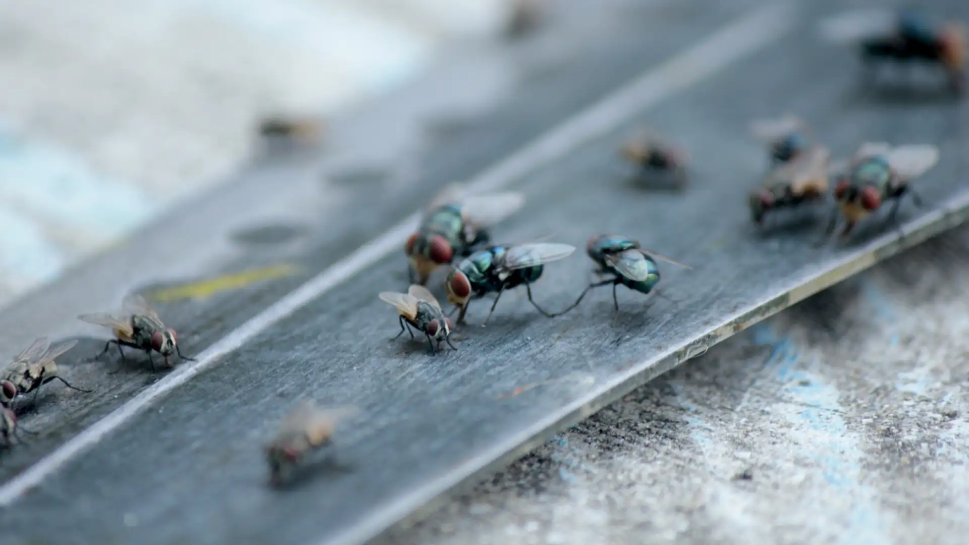 The Unexpected Lives of the World's Most Successful Insects