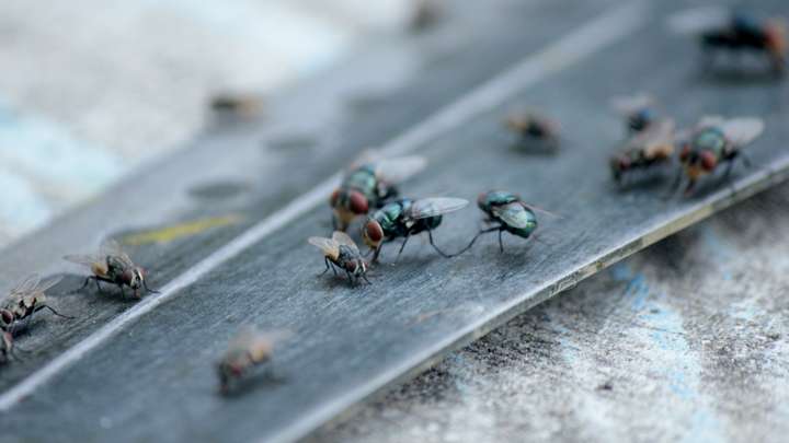 The Unexpected Lives of the World's Most Successful Insects