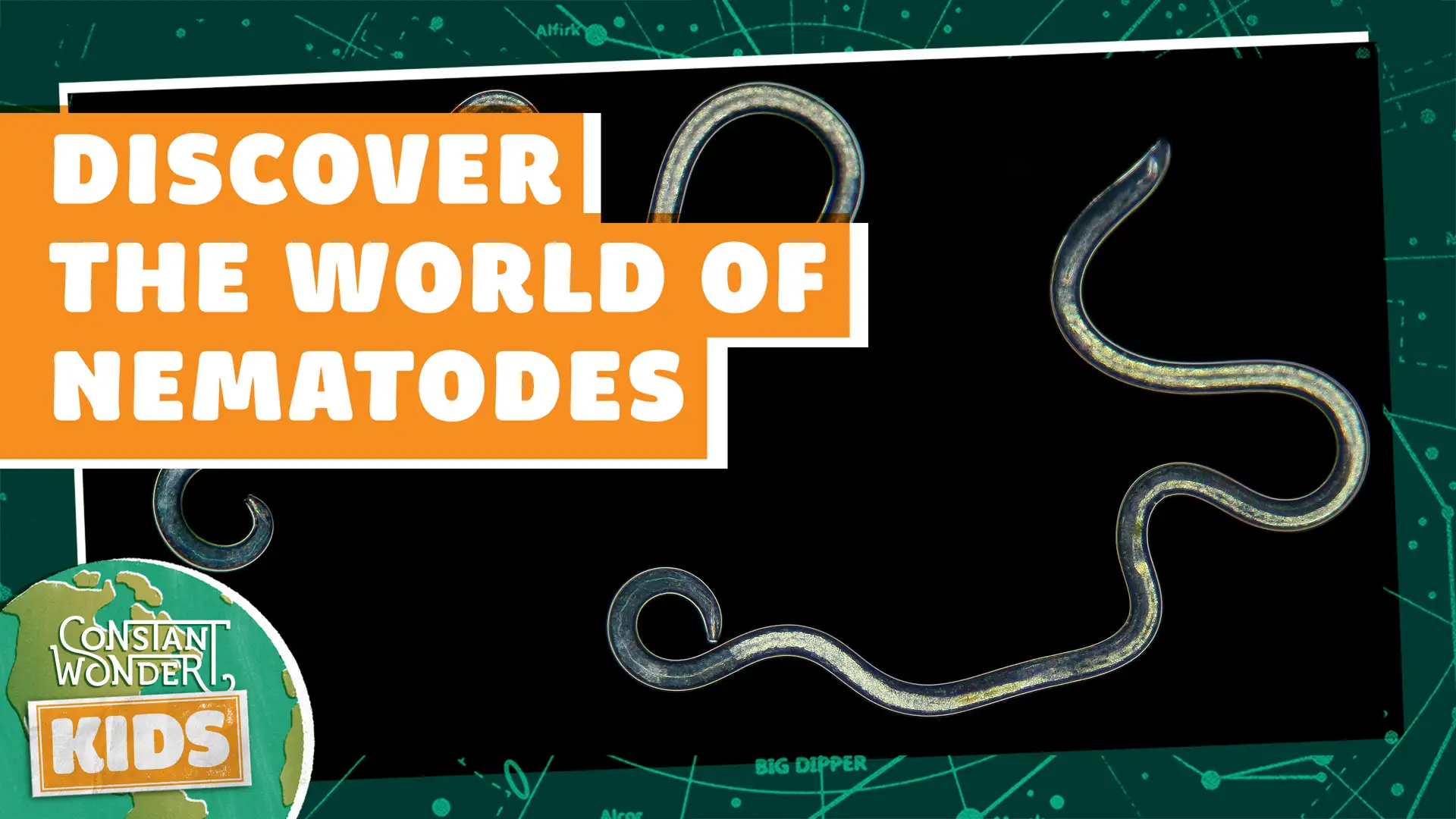 Discover the World of Nematodes