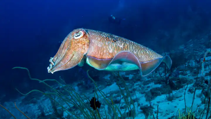 The Study on Cuttlefish Vision Using 3D Glasses