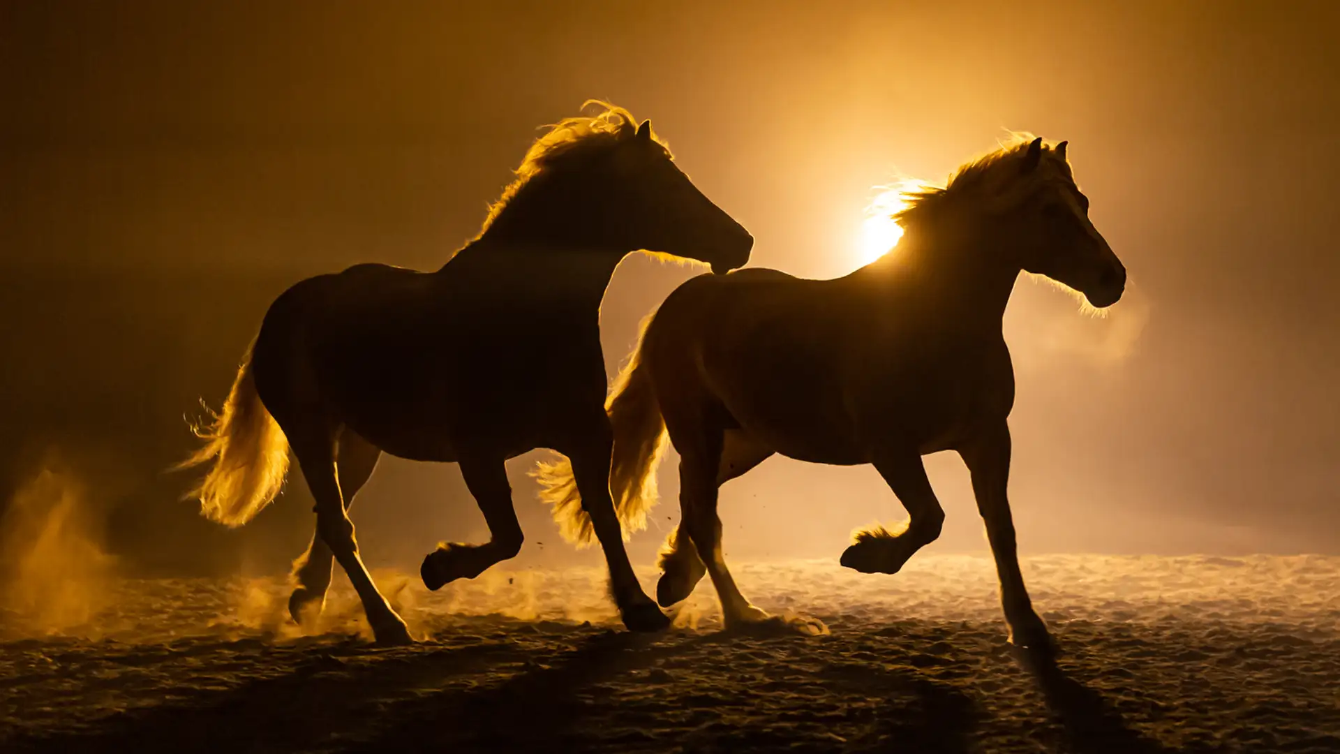 EXTRA **** "The Power of the Horse" by Clive Romney