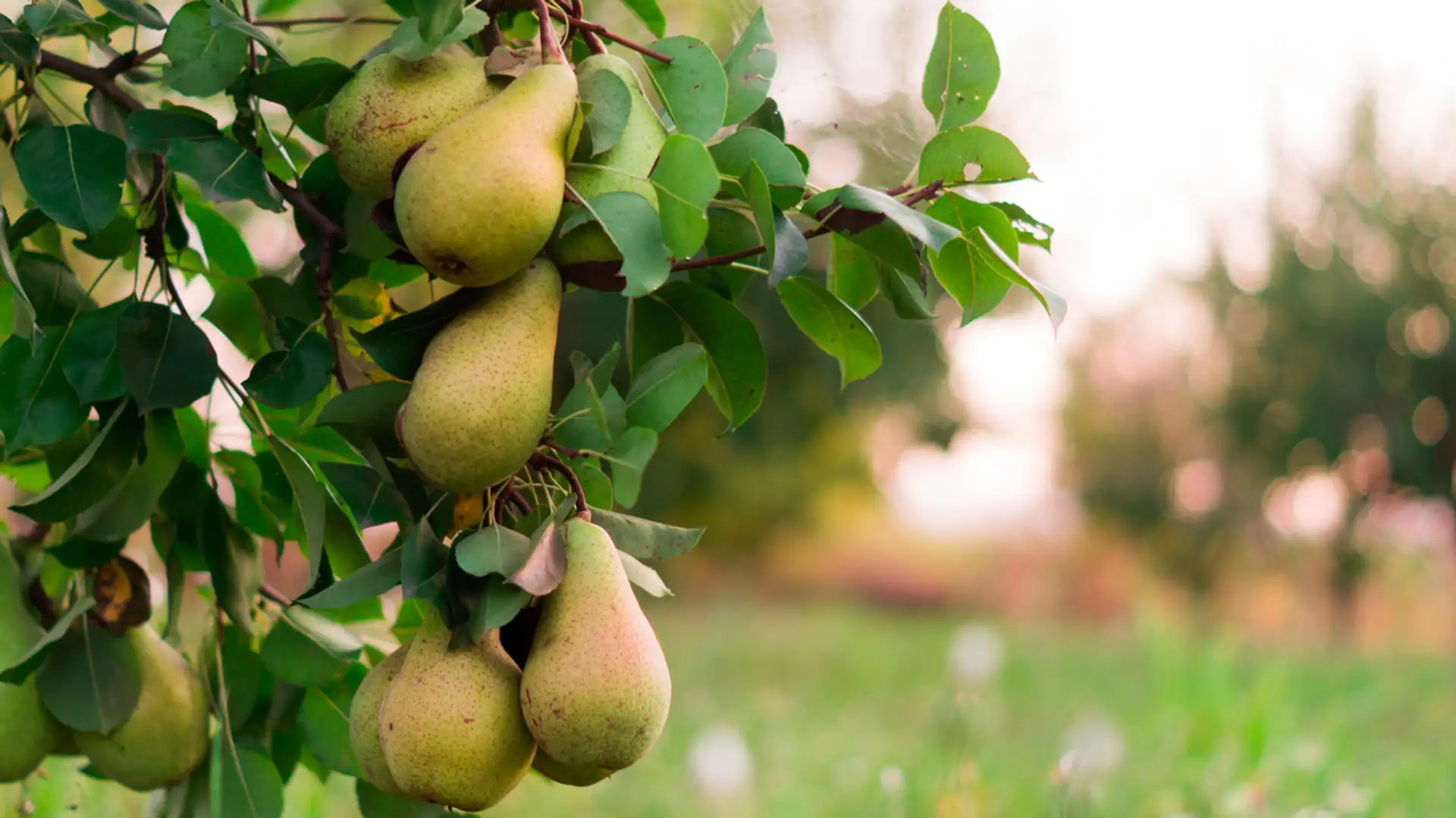 EXTRA: "The Magic Pear Tree" by Alton Chung