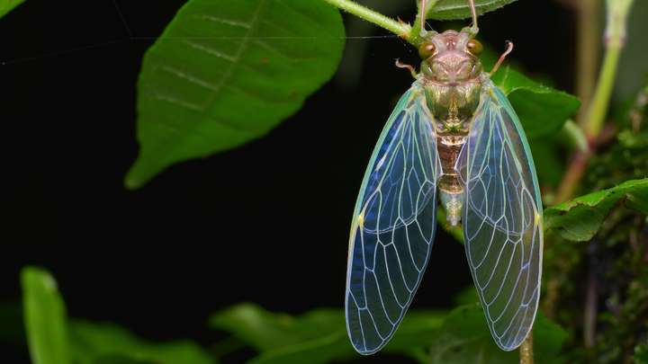 Return of the Cicadas, Zombie Bugs
