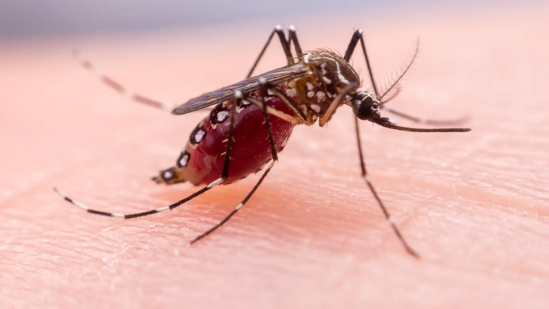 Mosquitoes Treating Dengue Fever