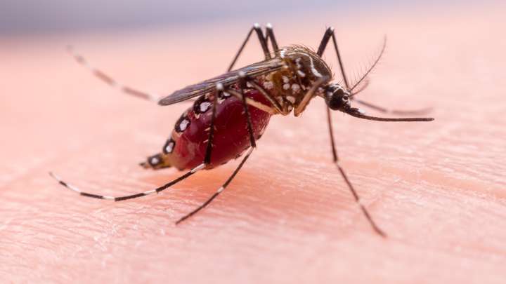Mosquitoes Treating Dengue Fever