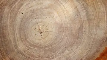 The Age of Wood
