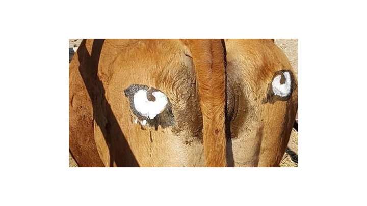 Eyes on Cows
