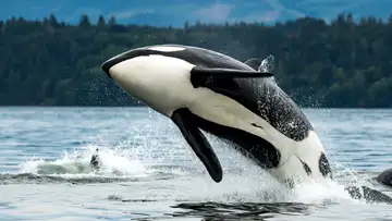 Dinner with the Orcas