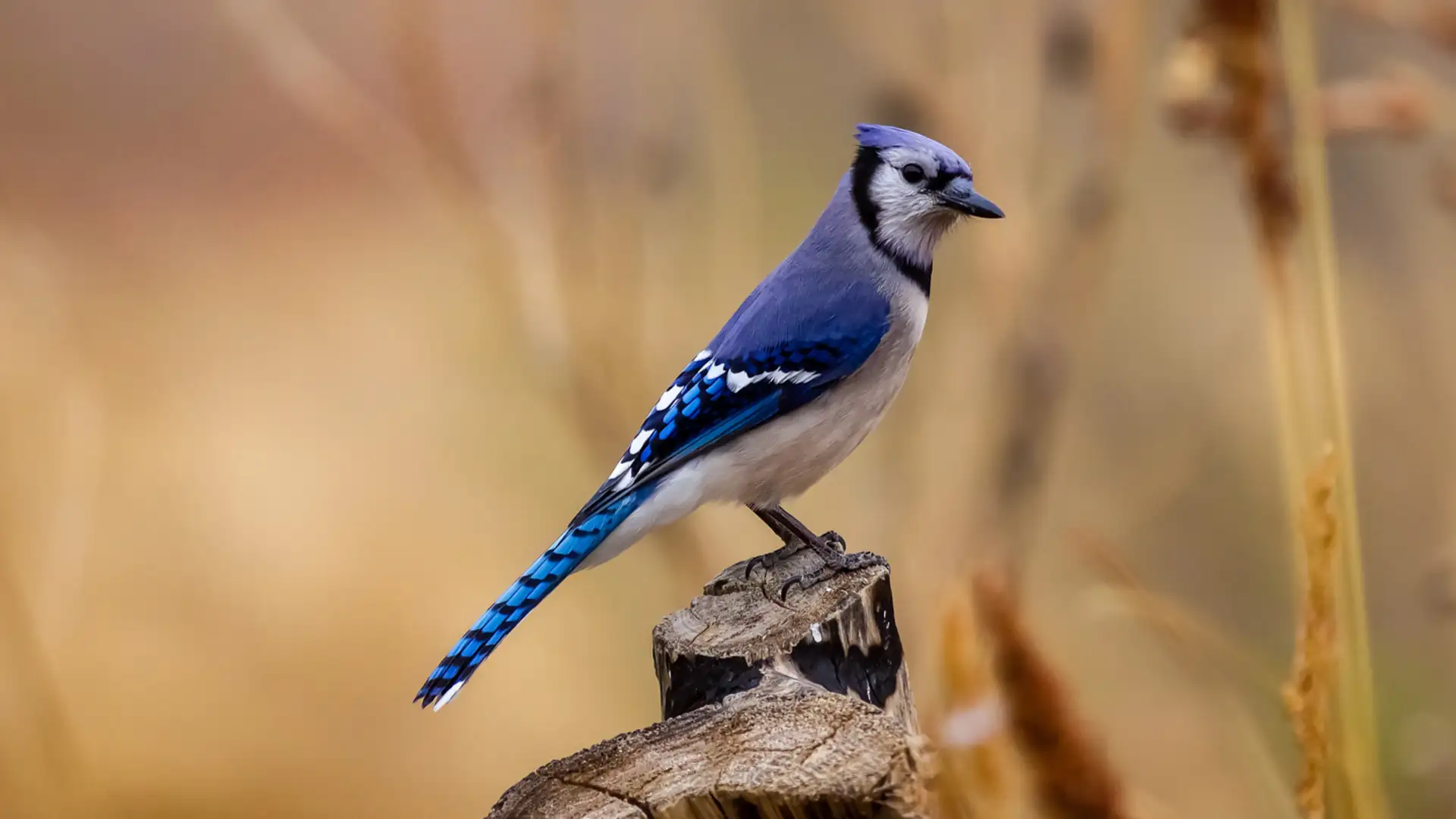 Saving Jemima: Life and Love with a Hard-Luck Jay