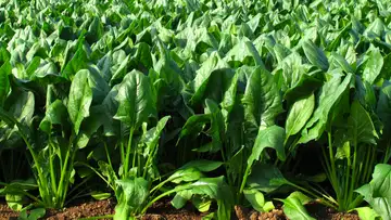 Plant Nanobionics