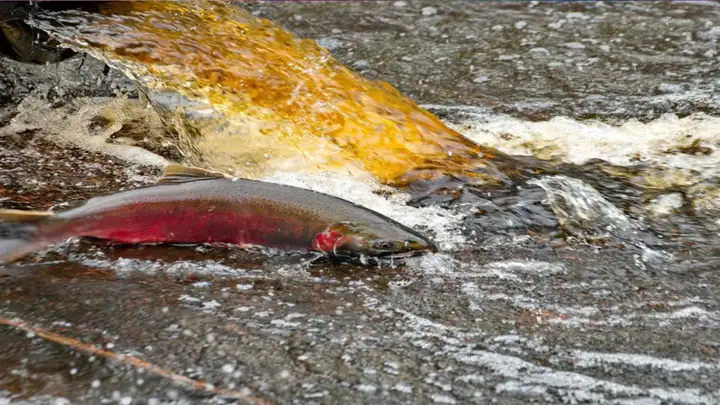 Salmon Die-Off