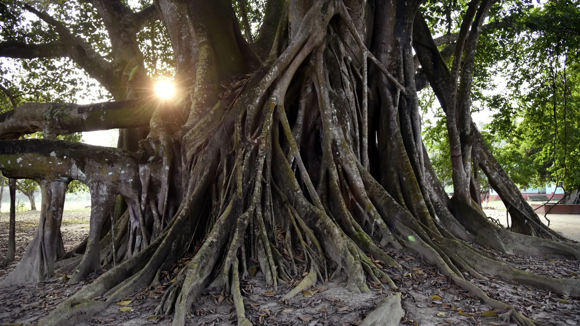 EXTRA: "The Four Friends" by David Claunch