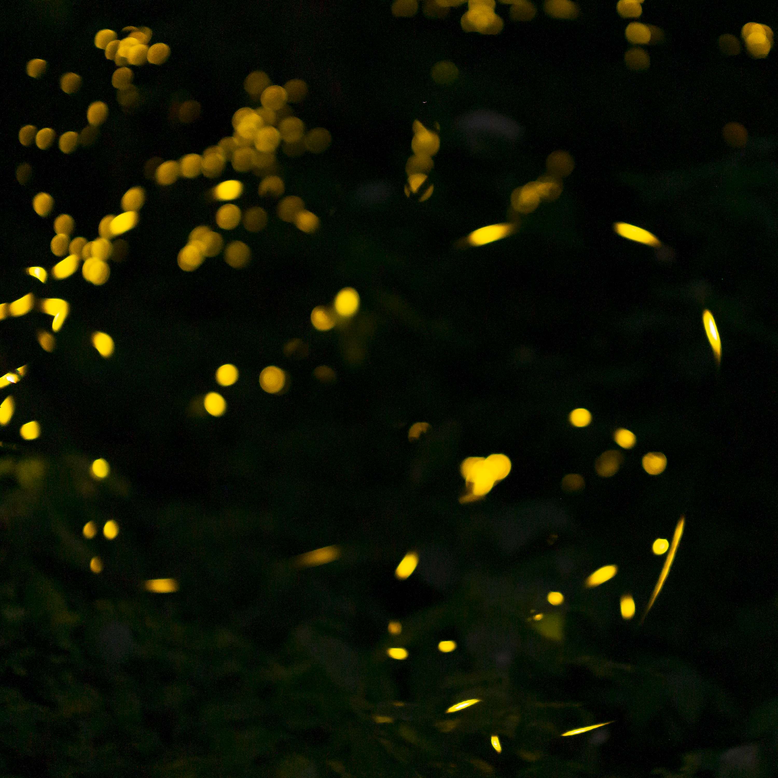 Glimmers of Awe: The Fascinating World of Fireflies