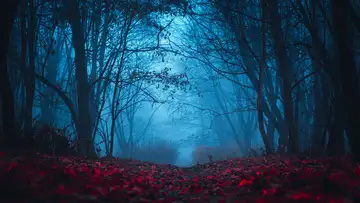 Into the Woods: Directed by Dallyn Vail Bayles