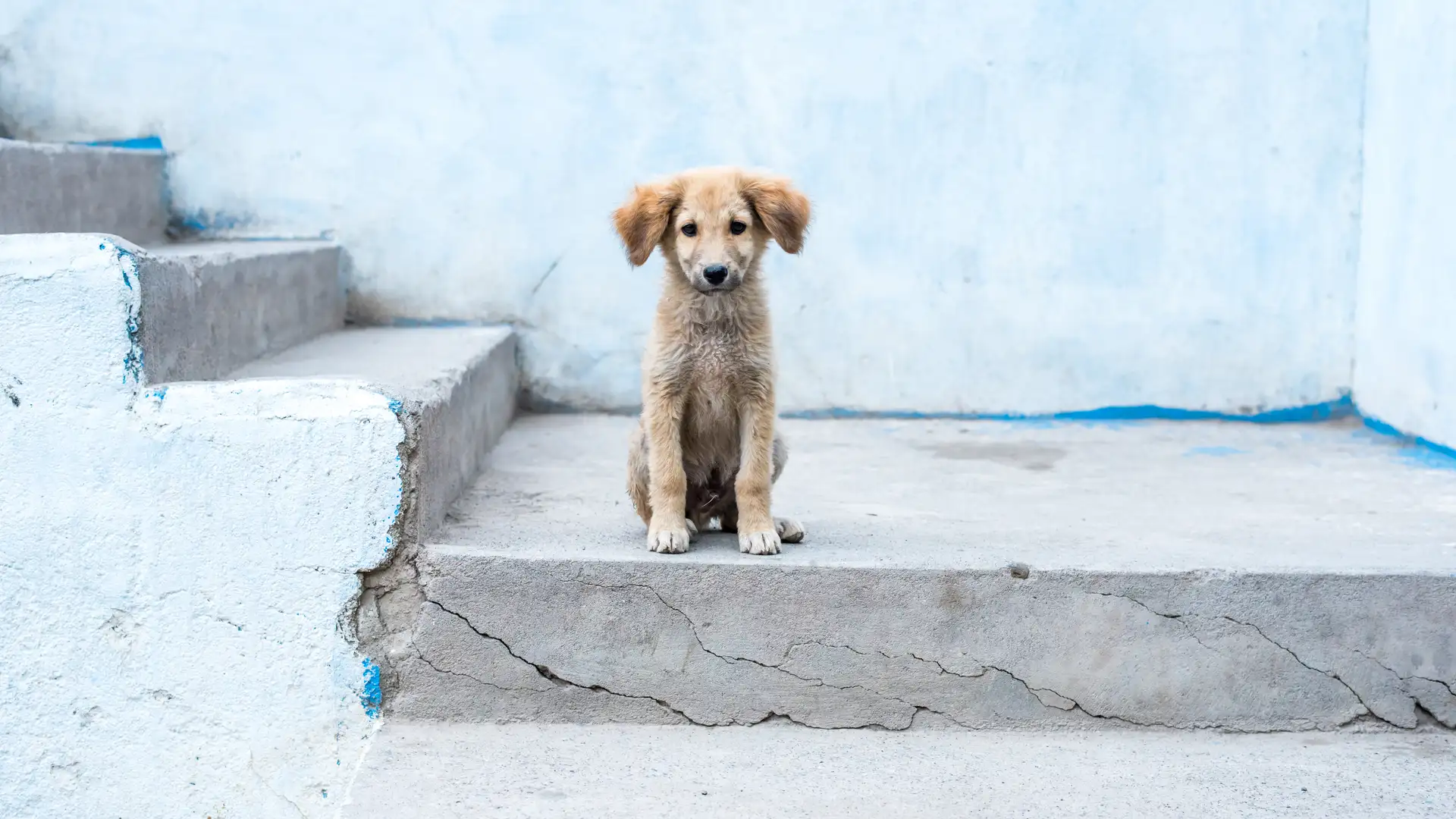 Radio Family Journal: "Stray Puppies"