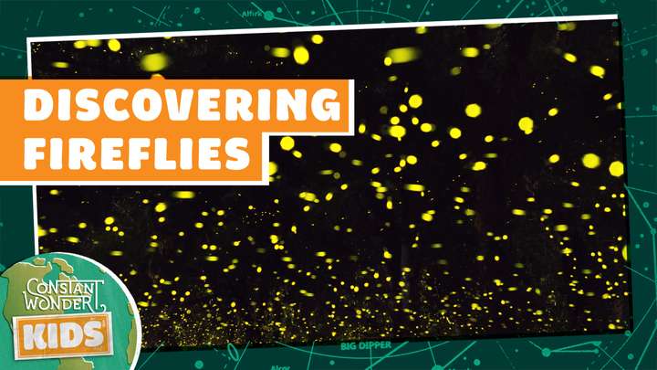 Discovering Fireflies