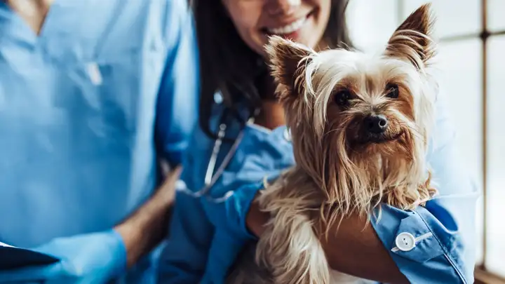 Keeping Your Dog Healthy